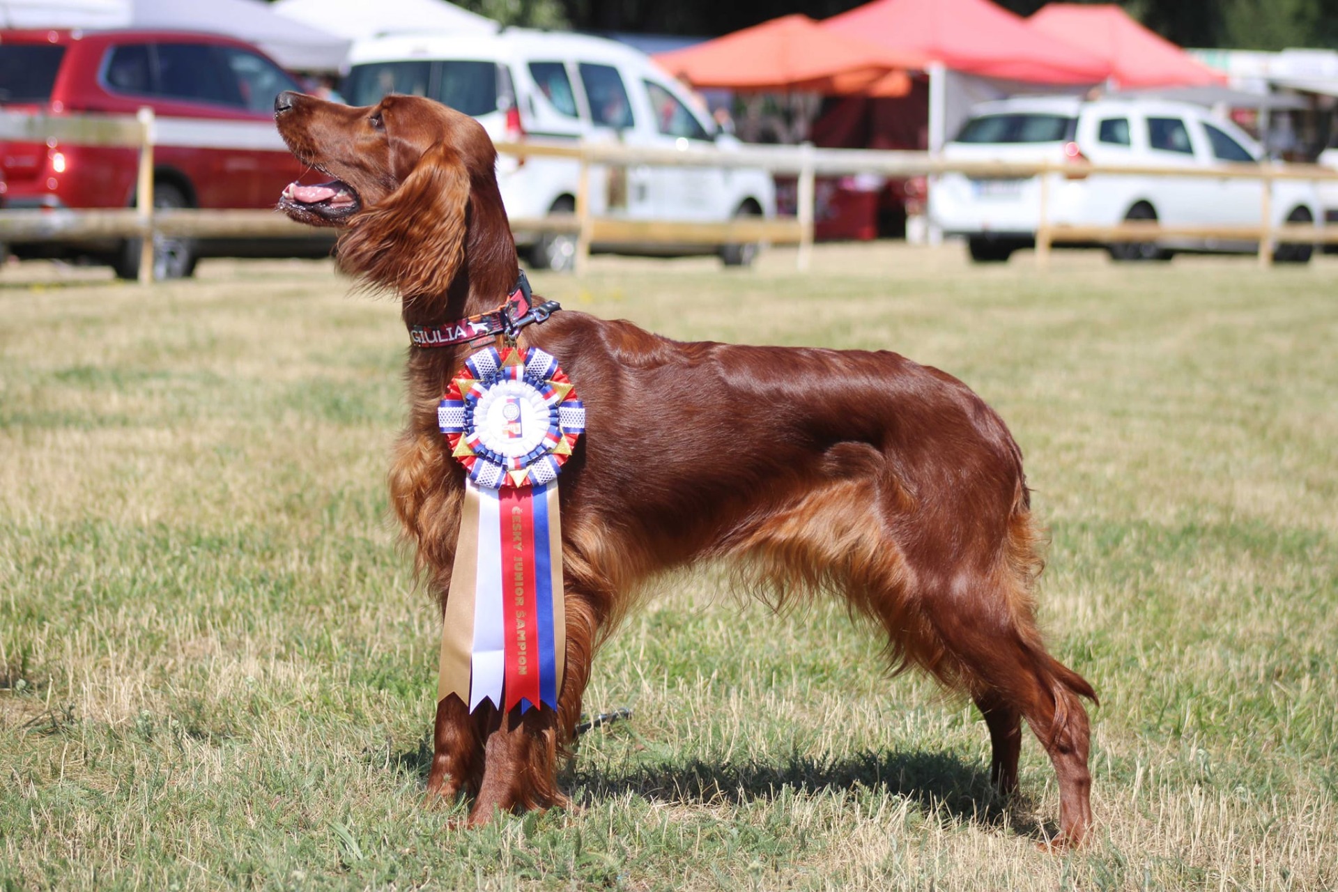Giulia Queen Red Joker - ČESKÝ JUNIOR ŠAMPION