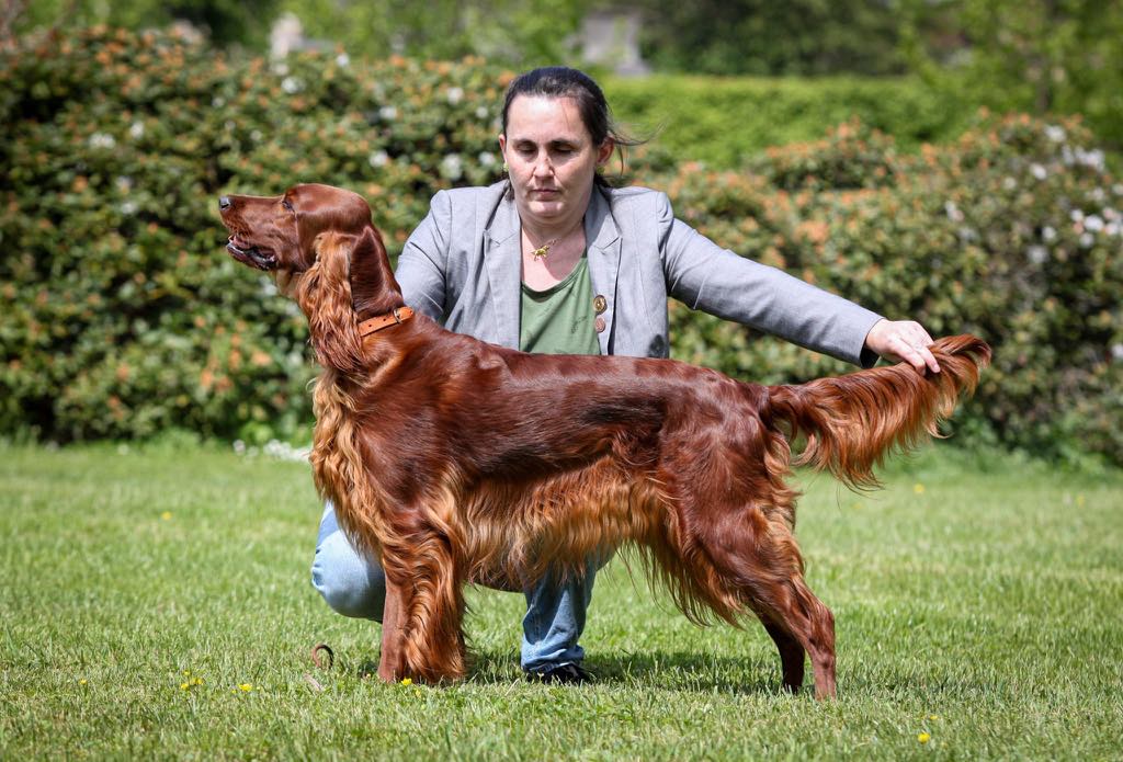 Giulia Queen Red Joker - KV Jaroměřice nad Rokytnou